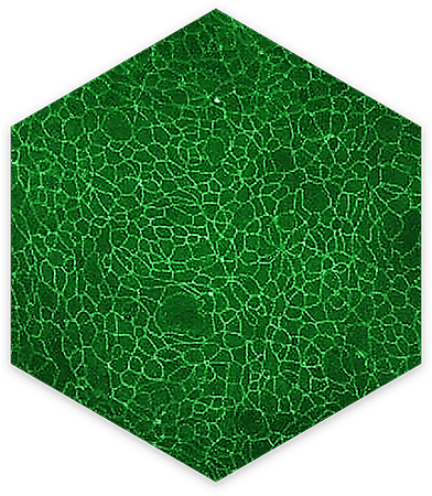 Intestinal_Monolayer_EF0nsdw