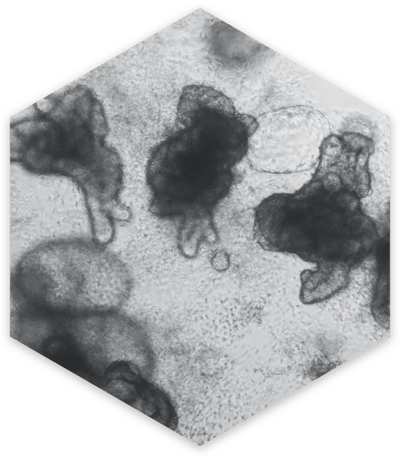 Intestinal_Organoid_N7Xp9MA