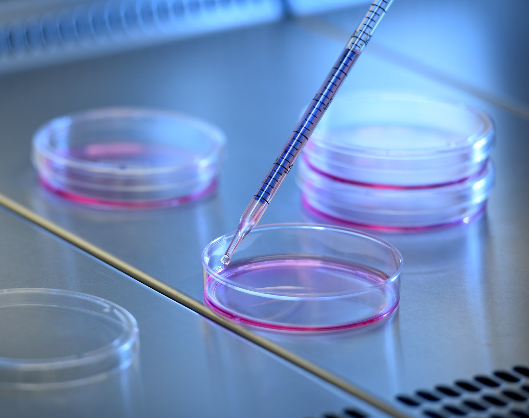 MASLD cell culture plates